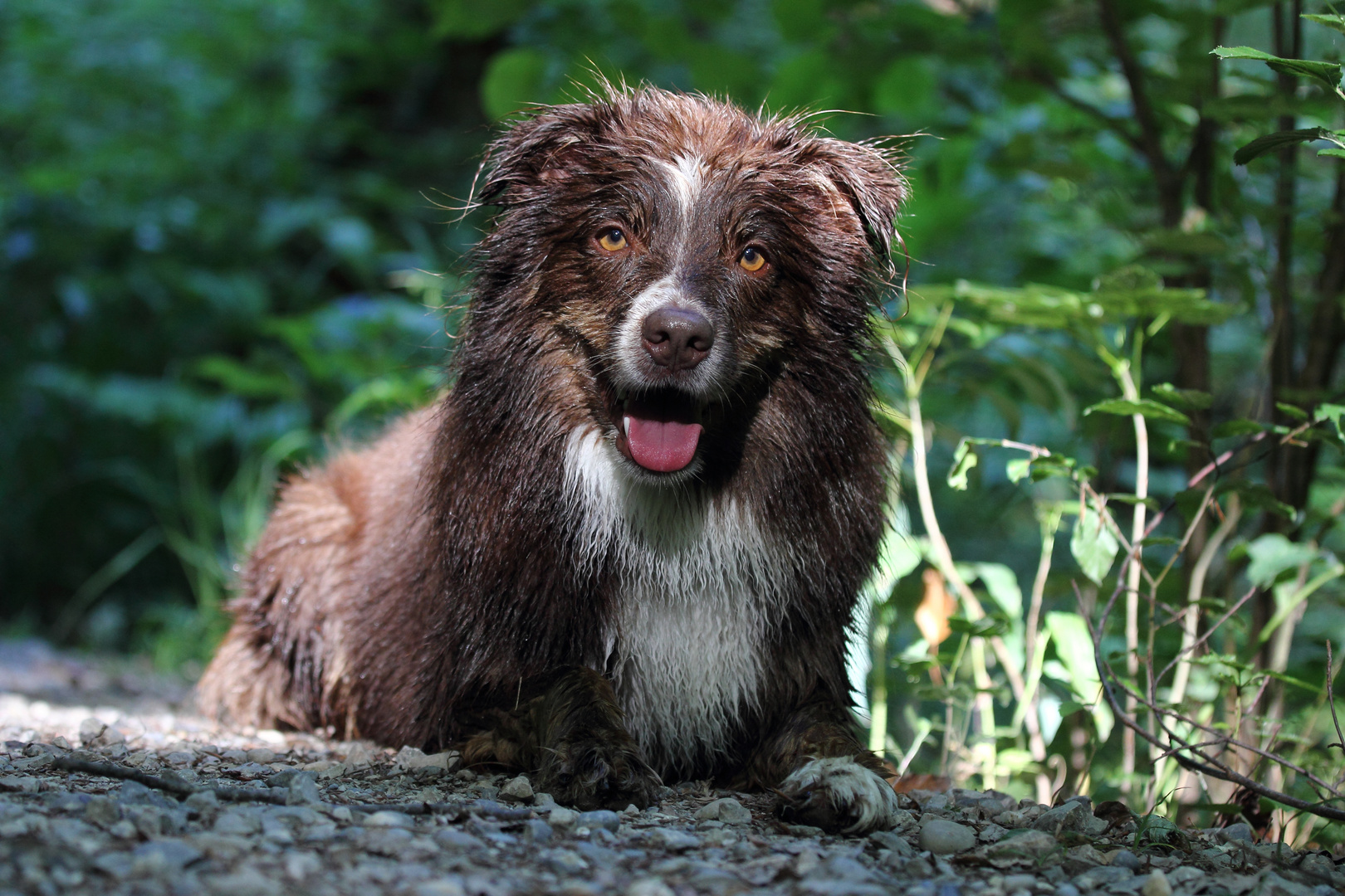 Hund im Wald