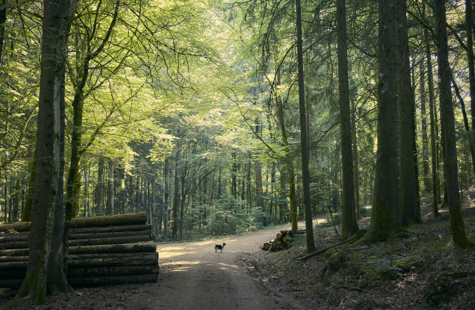 Hund im Wald