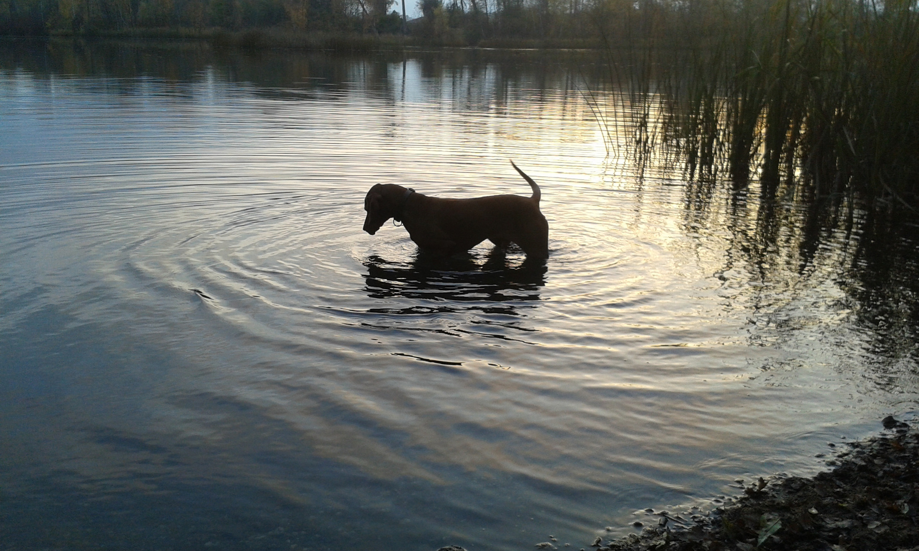 Hund im Wasser