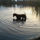 Hund im Wasser