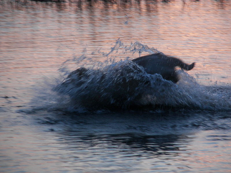 Hund im Wasser