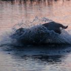 Hund im Wasser