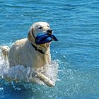 Hund im Wasser