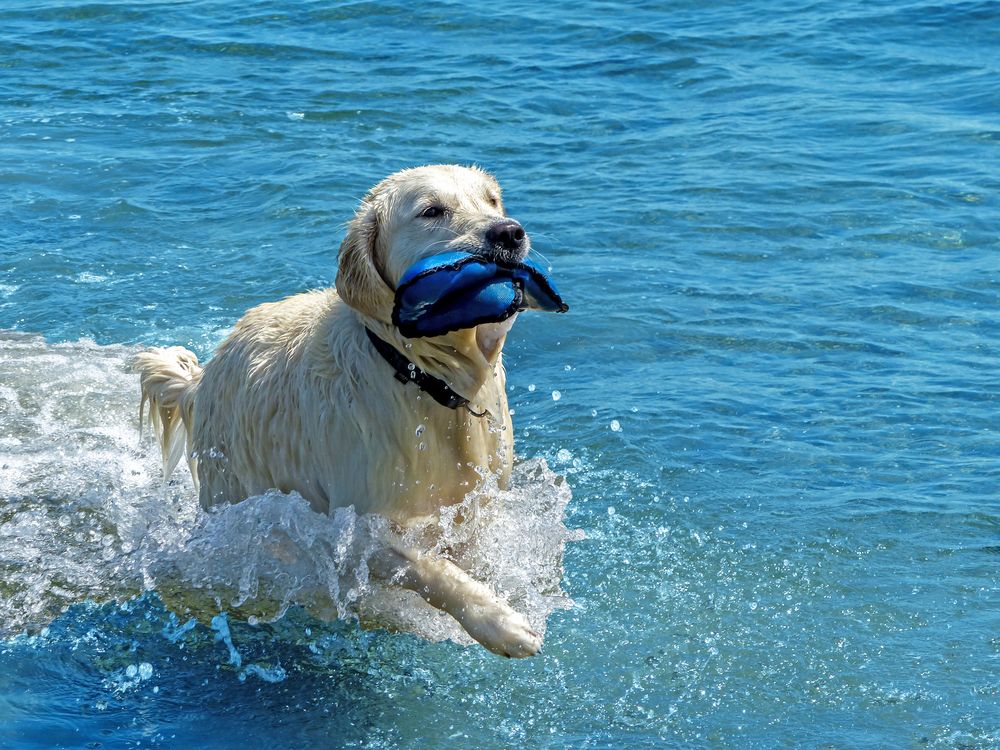 Hund im Wasser Foto & Bild monatswettbewerbe spezial, 01 und.... action!, 2018 Bilder auf