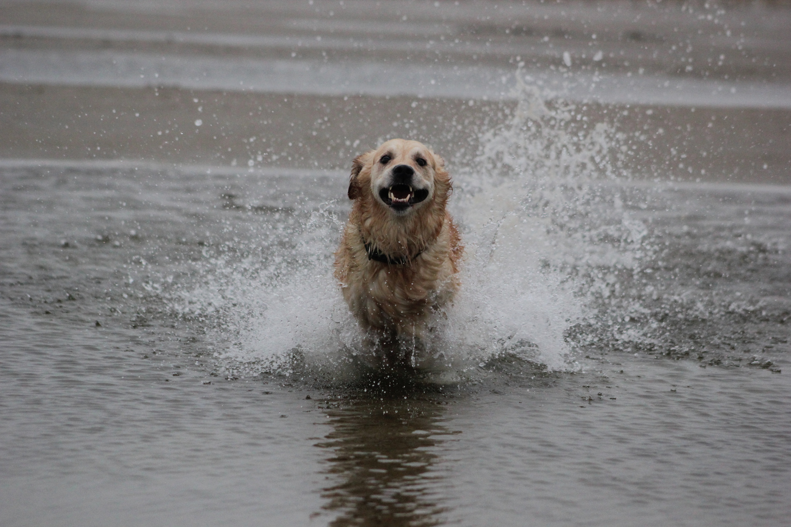 Hund im Wasser