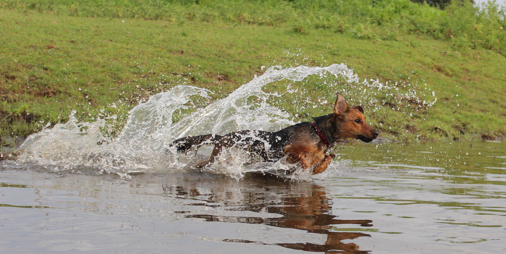 Hund im Wasser