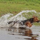 Hund im Wasser