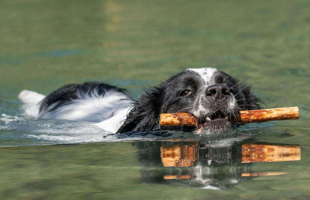 Hund im Wasser Foto & Bild europe, Österreich, tiere Bilder auf