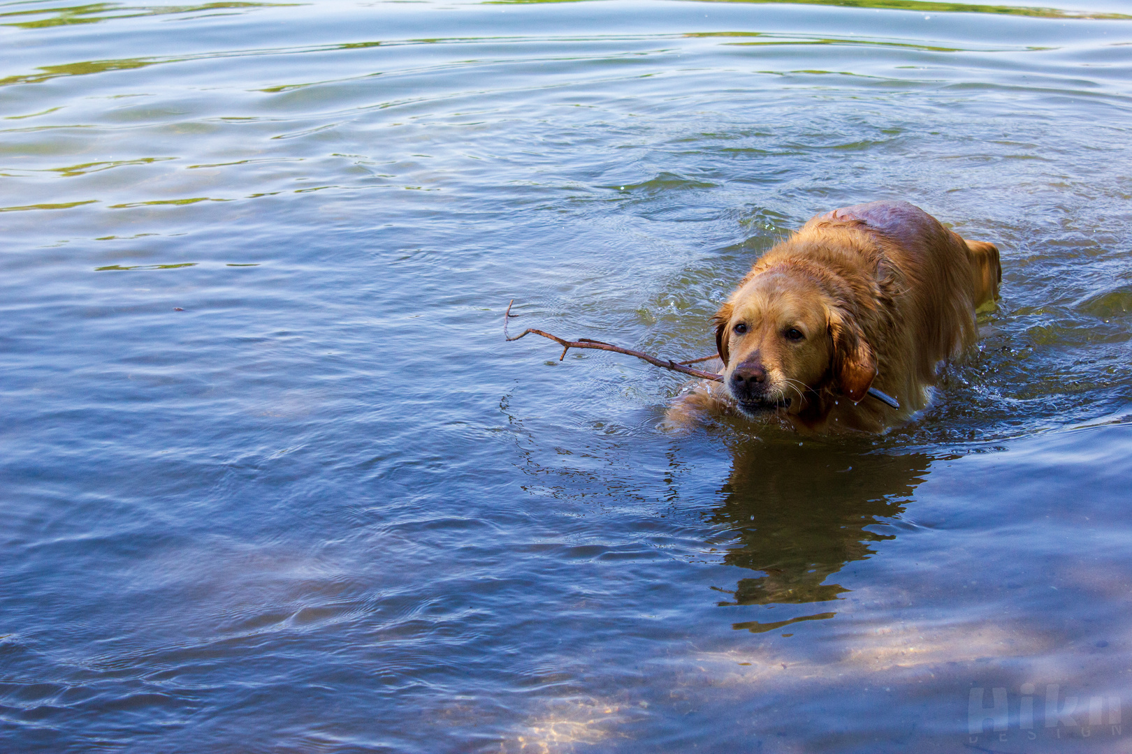 Hund im Wasser