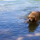 Hund im Wasser