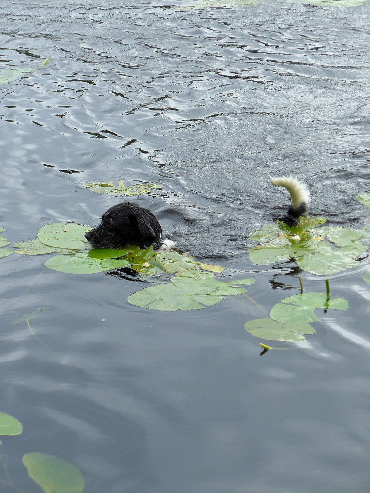 Hund im Wasser