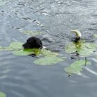 Hund im Wasser