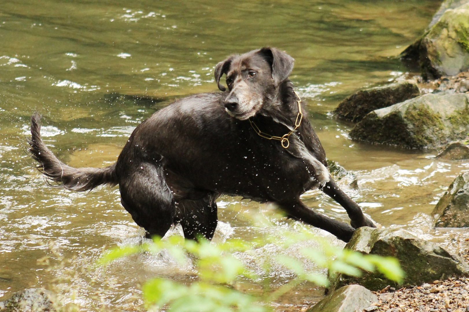 Hund im Wasser