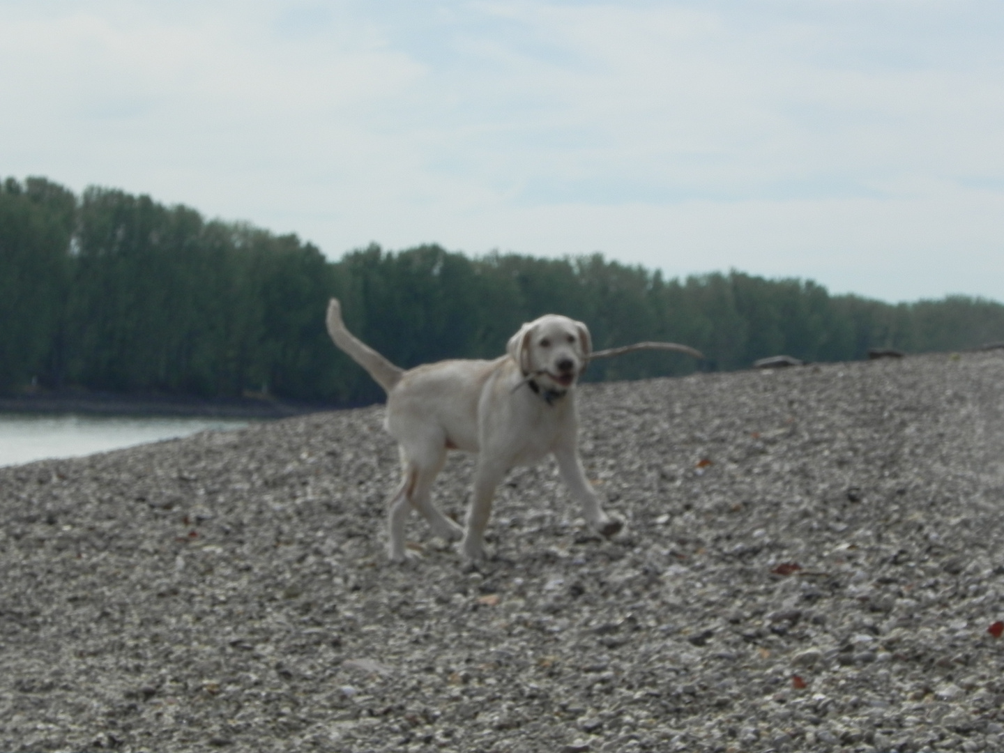 Hund im wasser