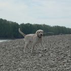 Hund im wasser