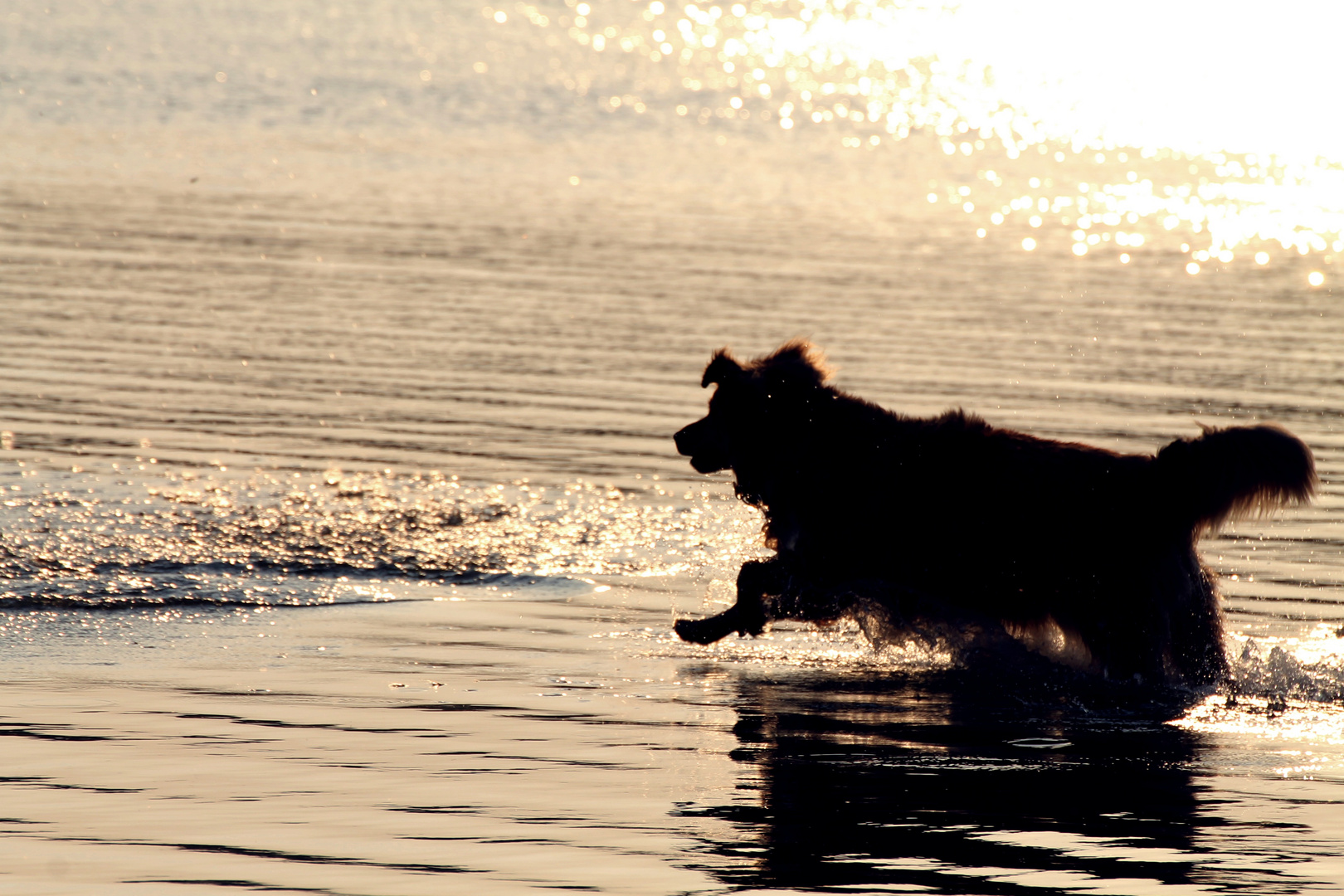 Hund im Wasser