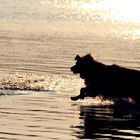 Hund im Wasser