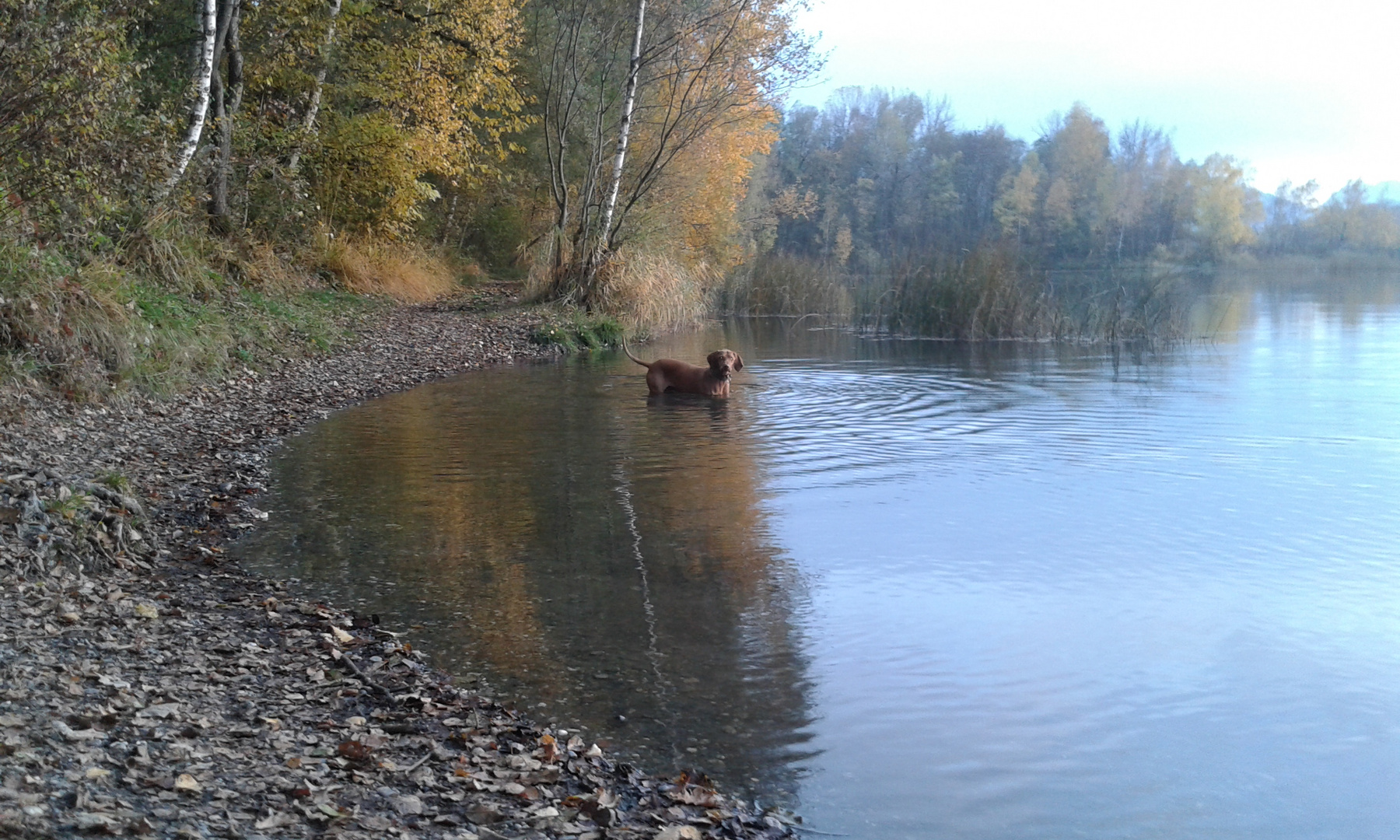 Hund im Wasser II