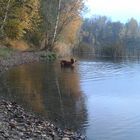 Hund im Wasser II