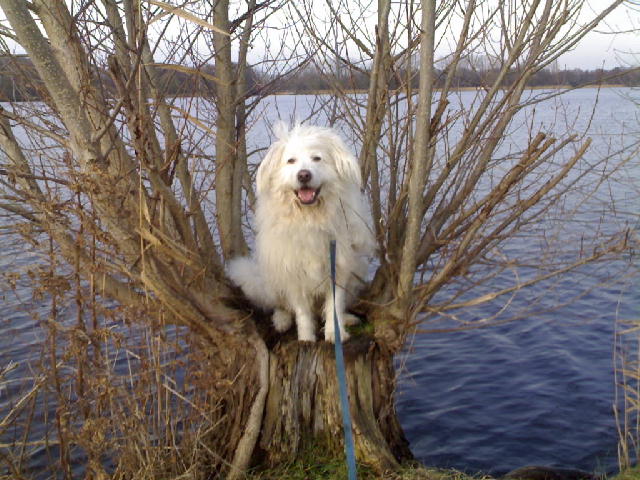 Hund im Weidenbaum