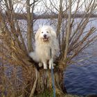 Hund im Weidenbaum