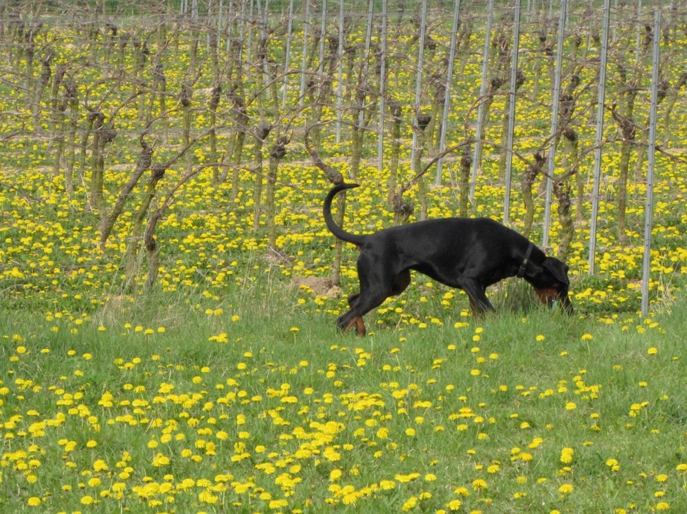 Hund im Weinberg