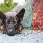 Hund im Weitwinkel