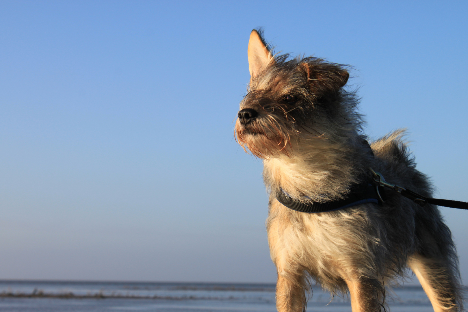 Hund im Wind