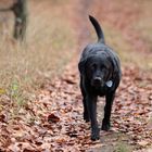 Hund in Bewegung