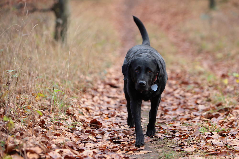 Hund in Bewegung