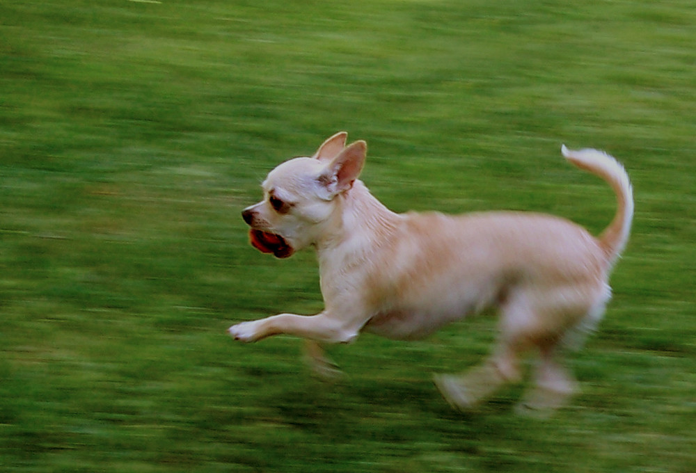 Hunde In Bewegung Ebook Download Ar Book Reader Uk