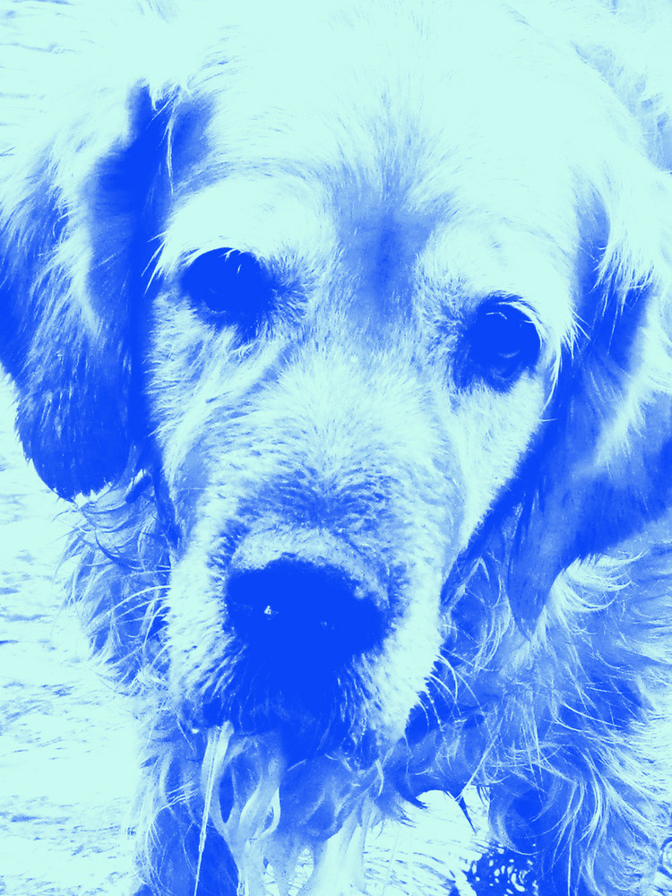 Hund in blau