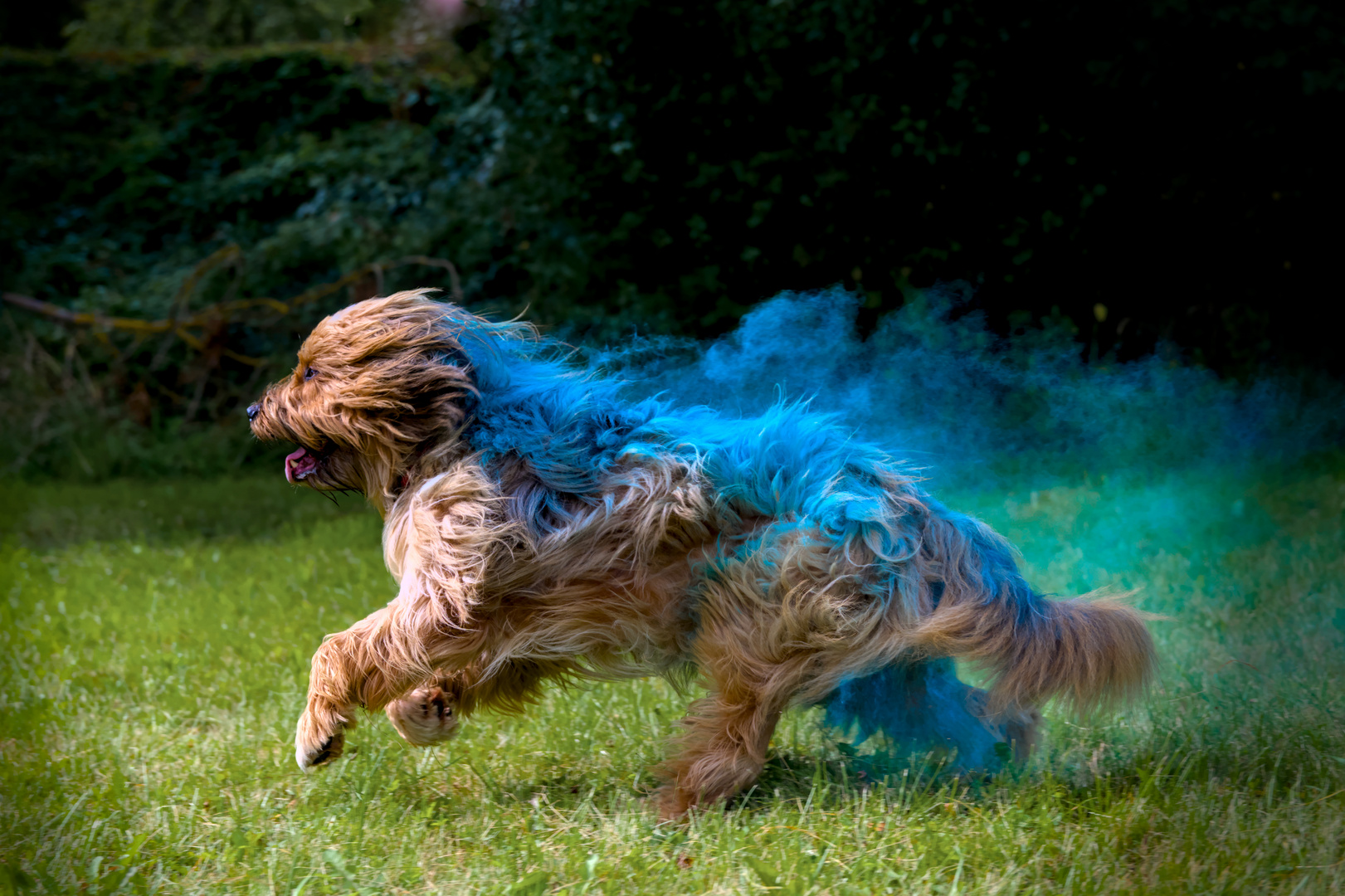 Hund in blauer Farbwolke