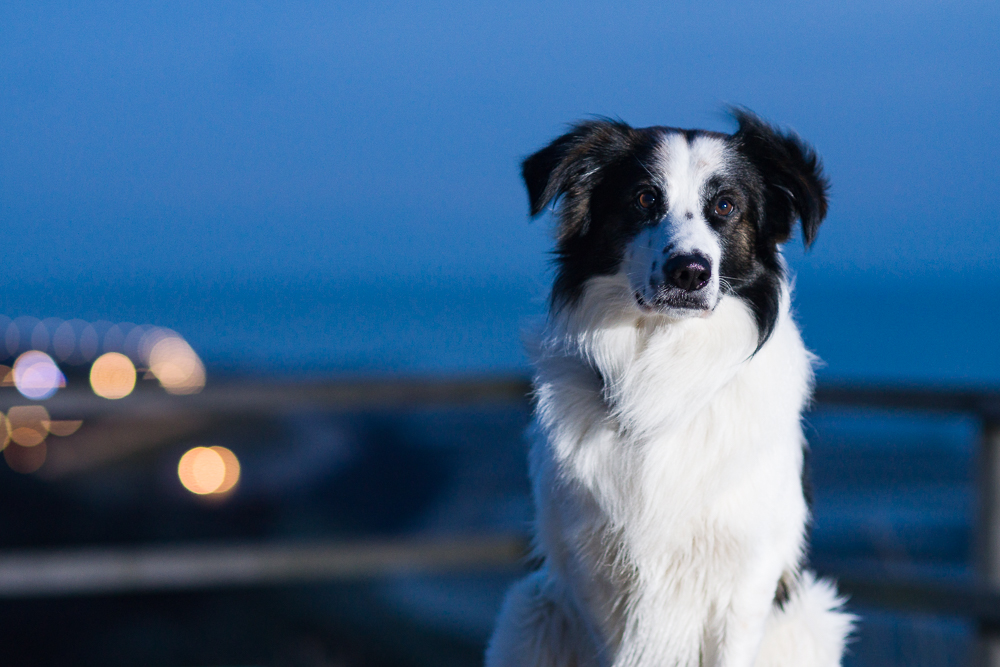 Hund in blauer Stunde