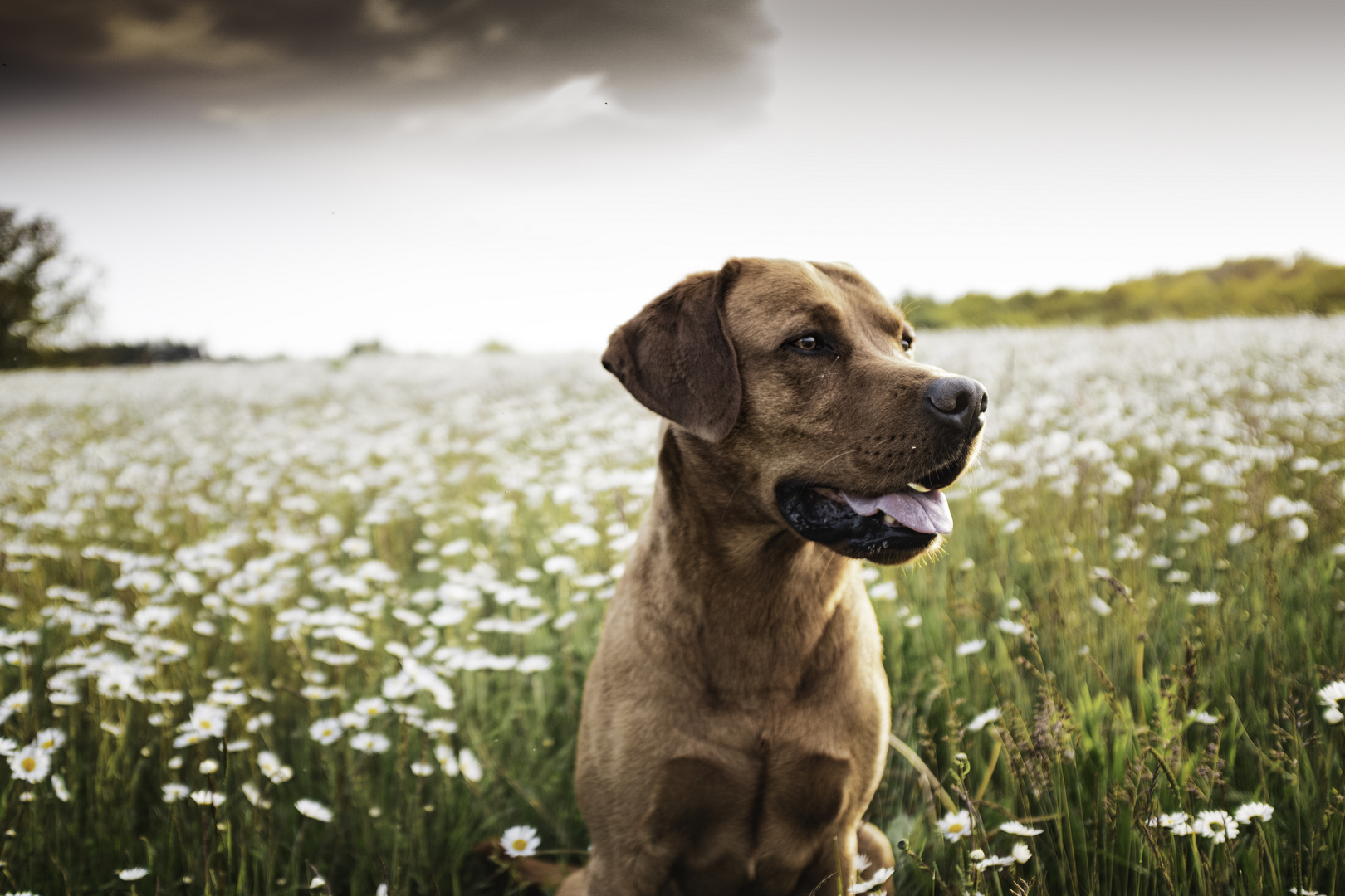 Hund in Blumenarrangement