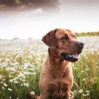 Hund in Blumenarrangement