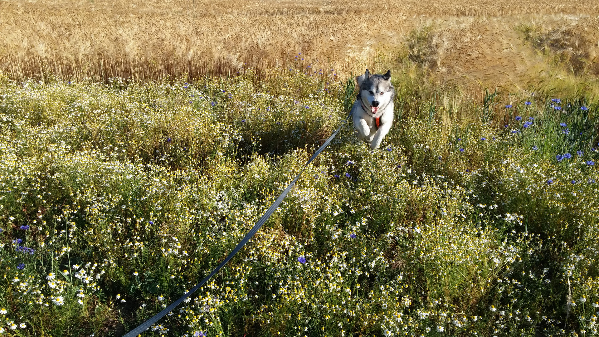 Hund in Blumenwiese