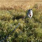 Hund in Blumenwiese