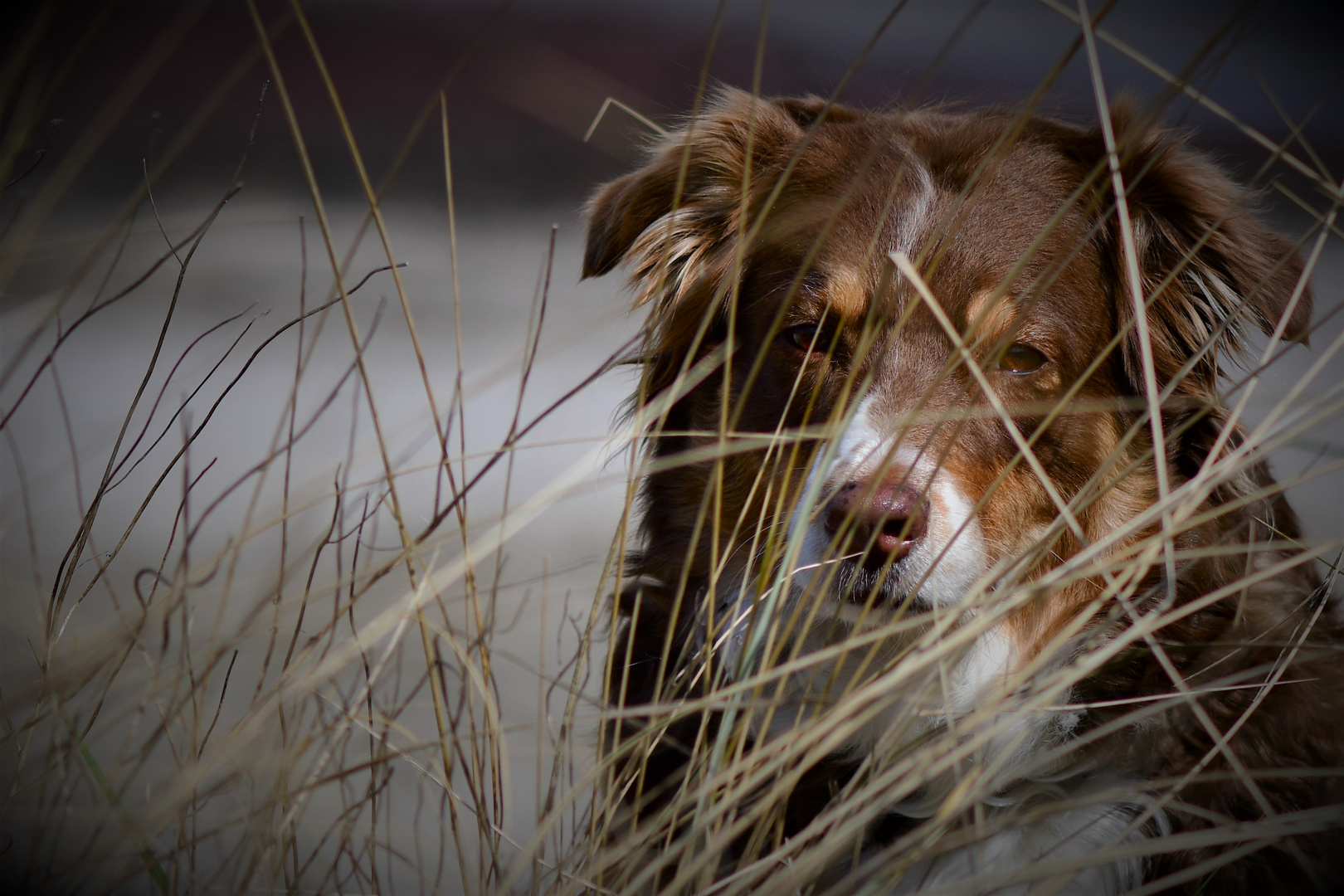 Hund in den Dünen