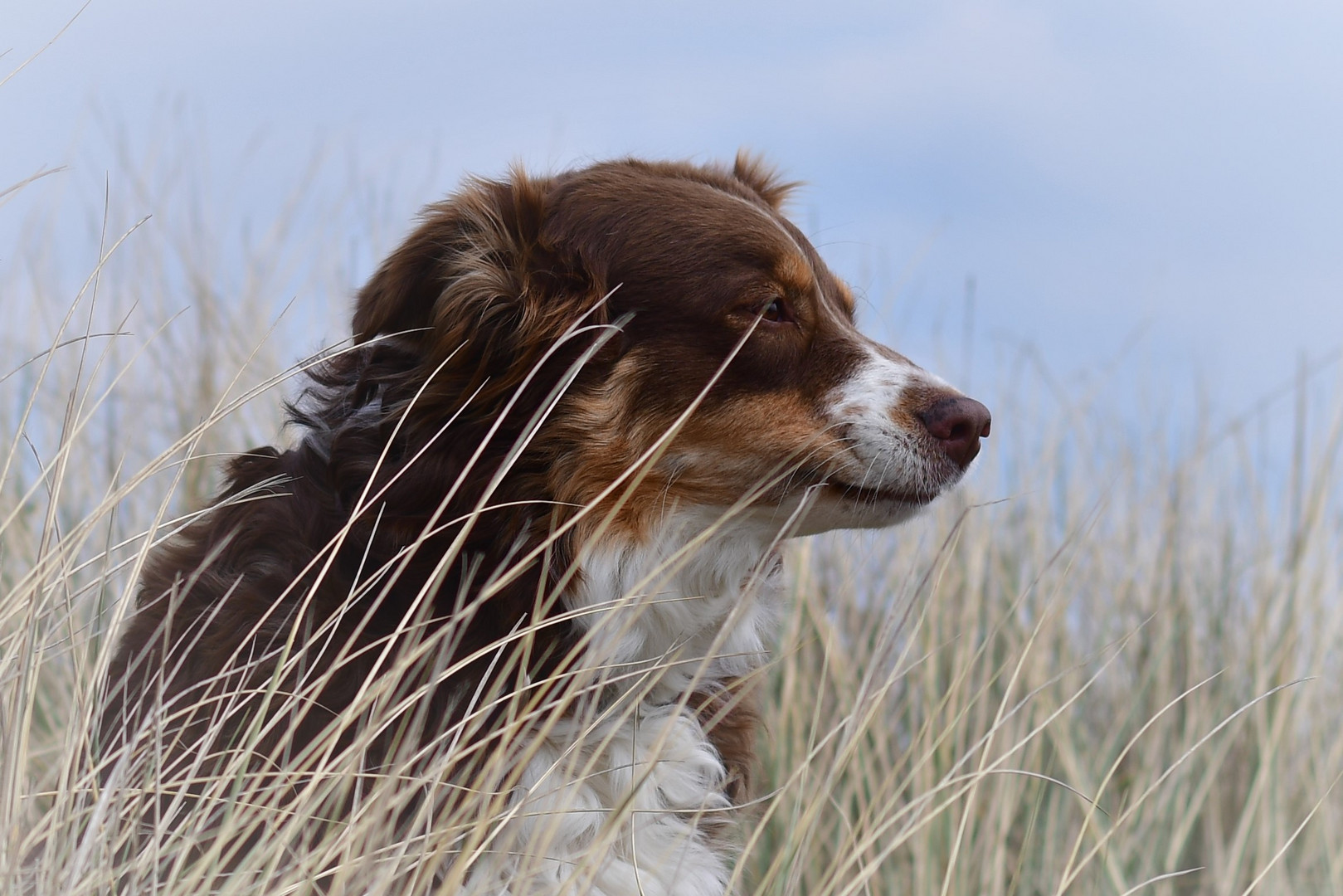 Hund in den Dünen