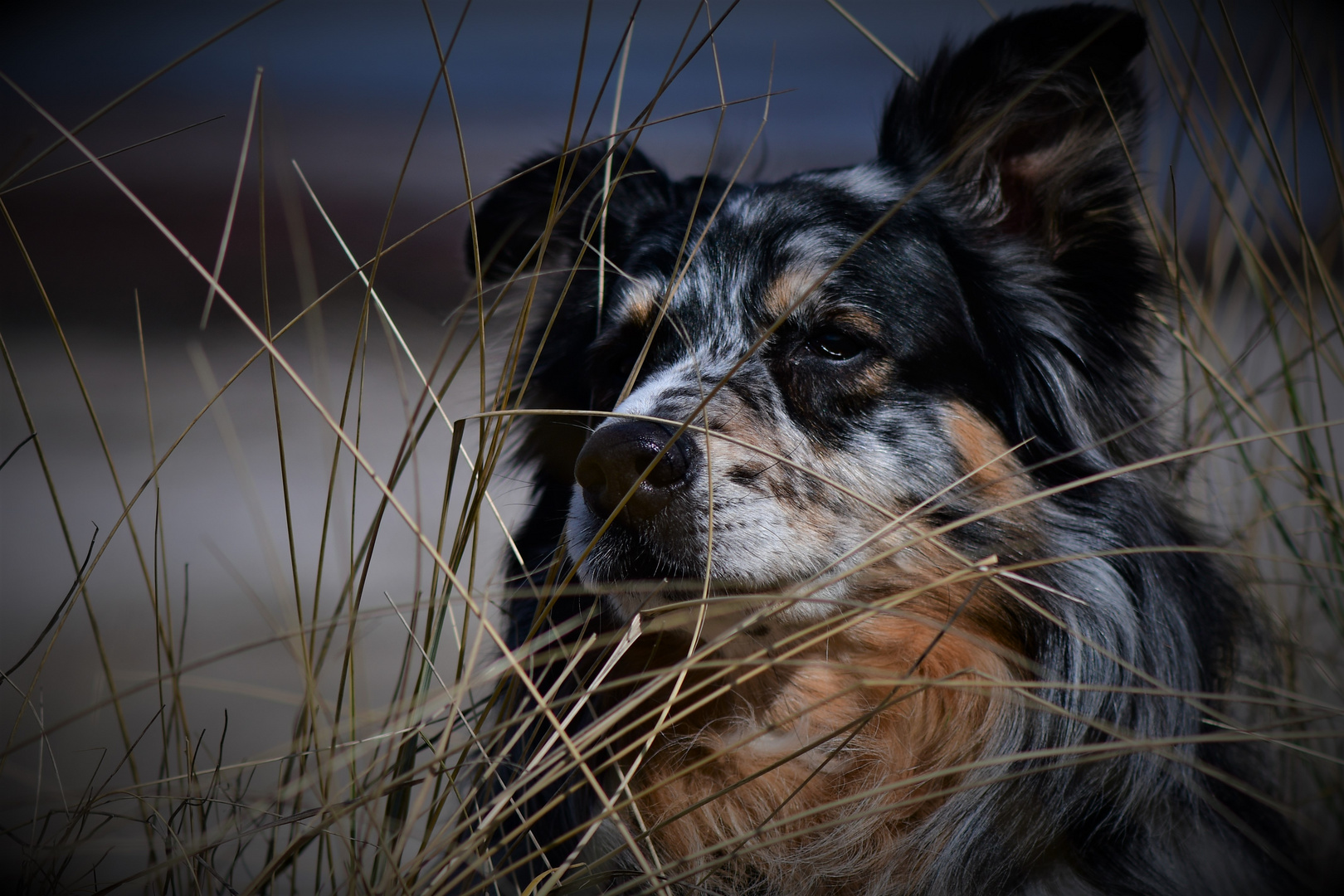 Hund in den Dünen