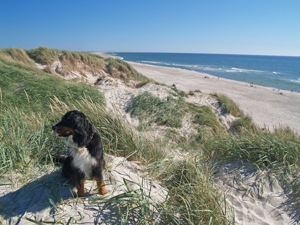 Hund in den Dünen