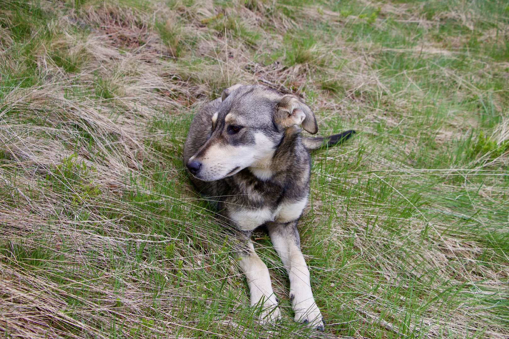 Hund in den Karpaten