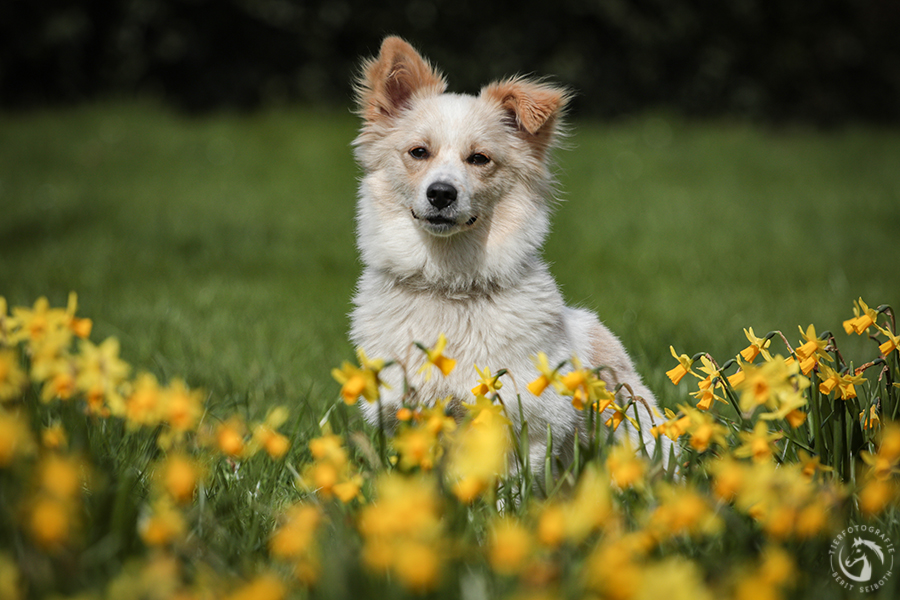 Hund in den Osterglocken