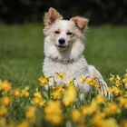 Hund in den Osterglocken