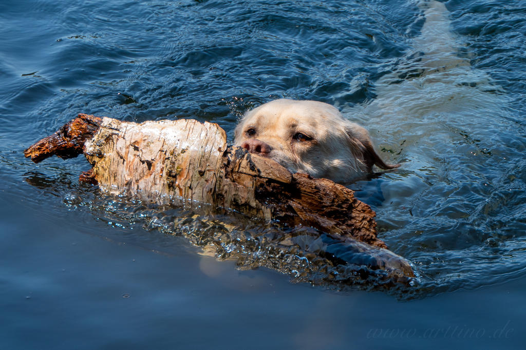 Hund in der Holzverarbeitung