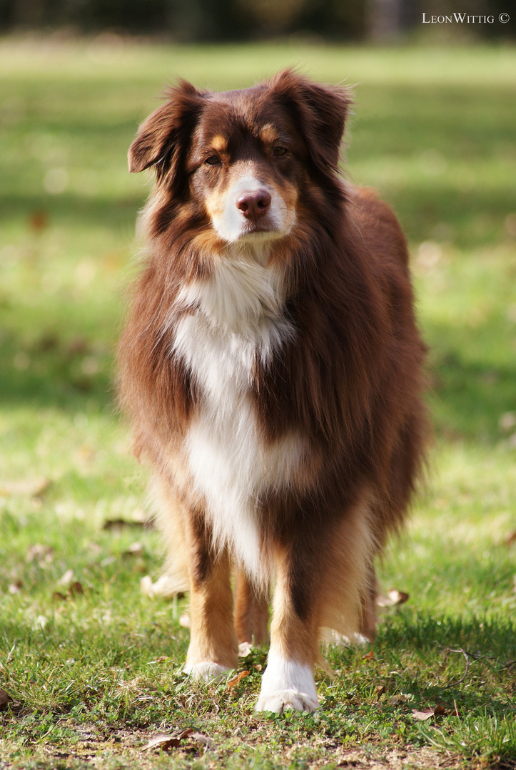 Hund in der Natur