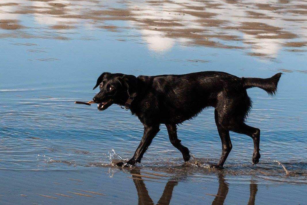 Hund in der Nordsee