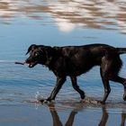 Hund in der Nordsee