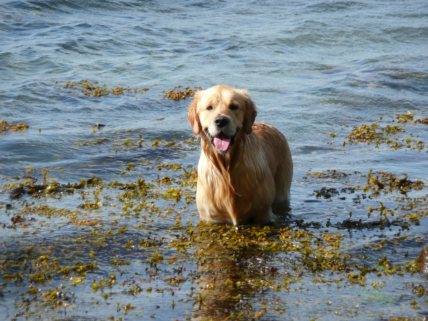 Hund in der Ostsee